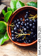 Aronia melanocarpa or black chokeberry with leaves.Herbalism. Chokeberry with leaf. Стоковое фото, агентство Ingram Publishing / Фотобанк Лори