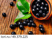 Aronia melanocarpa or black chokeberry with leaves.Herbalism. Chokeberry with leaf. Стоковое фото, агентство Ingram Publishing / Фотобанк Лори
