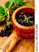 Aronia melanocarpa or black chokeberry with leaves.Herbalism. Chokeberry with leaf. Стоковое фото, агентство Ingram Publishing / Фотобанк Лори