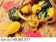 Different varieties of squashes and pumpkins in basket.Autumn harvest.. Pumpkin set in basket. Стоковое фото, агентство Ingram Publishing / Фотобанк Лори