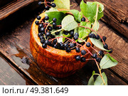 Aronia melanocarpa or black chokeberry with leaves.Herbalist. Chokeberry with leaf. Стоковое фото, агентство Ingram Publishing / Фотобанк Лори