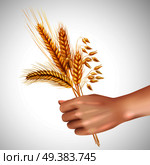 Spikelets of cereals including wheat, barley, oat in female hand realistic composition on white background vector illustration. Spikelets In Hand Realistic Composition. Стоковая иллюстрация, агентство Ingram Publishing / Фотобанк Лори