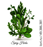 Realistic bunch of fresh green leafy vegetables spicy herbs with arugula spinach thyme white background vector illustration  . Fresh Herbs Realistic . Стоковая иллюстрация, агентство Ingram Publishing / Фотобанк Лори