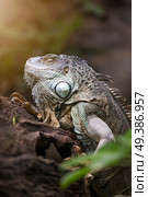 Large tree lizards of the Iguan family in nature. Стоковое фото, агентство Ingram Publishing / Фотобанк Лори