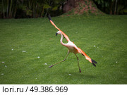 pink flamingos walk on a green glade. Стоковое фото, агентство Ingram Publishing / Фотобанк Лори