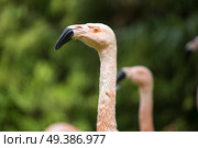 pink flamingos walk on a green glade. Стоковое фото, агентство Ingram Publishing / Фотобанк Лори