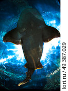shark floats in an aquarium in Loro Park. Стоковое фото, агентство Ingram Publishing / Фотобанк Лори