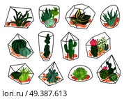 Succulents plants cacti decorative compositions in geometric transparent florariums containers flat icons set isolated vector illustration  . Cacti Succulents Geometric Florariums Set. Стоковая иллюстрация, агентство Ingram Publishing / Фотобанк Лори