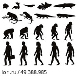 Human evolution darwin theory set of silhouettes of amphibian, reptile, primates and modern person isolated vector illustration. Human Darwin Evolution Silhouettes Set. Стоковая иллюстрация, агентство Ingram Publishing / Фотобанк Лори