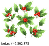 Christmas holly branches realistic illustrations set. Holly tree twigs with green leaves and red berries collection. Xmas decorative, ornamental plant. Greeting card design elements. Isolated vector. Christmas holly branches realistic illustrations set. Стоковая иллюстрация, агентство Ingram Publishing / Фотобанк Лори