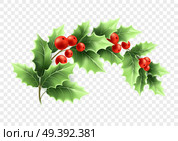 Christmas crescent holly branch illustration. Realistic tree twig with green leaves and red berries on transparent background. Ilex Aquifolium branch. Banner design element. Color isolated vector. Christmas crescent holly branch illustration. Стоковая иллюстрация, агентство Ingram Publishing / Фотобанк Лори
