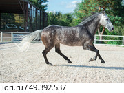 Running  grey sportive horse in manage. Стоковое фото, агентство Ingram Publishing / Фотобанк Лори