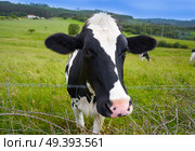 Friesian cows in Asturias meadow of Spain. Стоковое фото, агентство Ingram Publishing / Фотобанк Лори