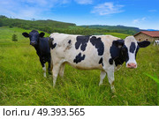 Friesian cows in Asturias meadow of Spain. Стоковое фото, агентство Ingram Publishing / Фотобанк Лори