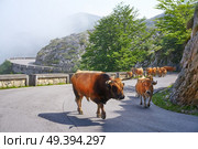 Picos de Europa in Asturias cows on the road in Spain. Стоковое фото, агентство Ingram Publishing / Фотобанк Лори