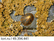 Lapas limpet barnacles in Ribadeo Galicia of Lugo Spain. Стоковое фото, агентство Ingram Publishing / Фотобанк Лори