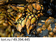 Percebes barnacles seafood in Ribadeo Galicia of Lugo Spain. Стоковое фото, агентство Ingram Publishing / Фотобанк Лори