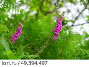 Dedalera flower Digitalis purpurea pink from Asturias in Spain. Стоковое фото, агентство Ingram Publishing / Фотобанк Лори