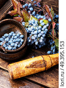 Mortar with healing berries in herbal medicine.Health diet.Herbalism.Herbalist. Berries in herbal medicine. Стоковое фото, агентство Ingram Publishing / Фотобанк Лори