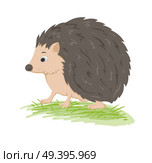 Cute vector  forest hedgehog in a green grass on a white background. Стоковая иллюстрация, агентство Ingram Publishing / Фотобанк Лори