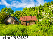 Старые, деревянные сараи, утопающие в зарослях. Стоковое фото, фотограф Илья Старков / Фотобанк Лори