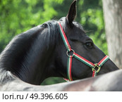  portrait of beautiful black young Trakehner stallion. Стоковое фото, агентство Ingram Publishing / Фотобанк Лори