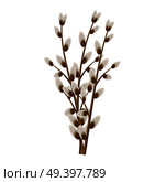 Bunch of willow twigs isolated on white background. Symbolic tree branches vector illustration. Easter celebration natural attribute. Plant that used in religious ceremonies of Christianity.. Bunch of Willow Twigs Isolated Illustration. Стоковая иллюстрация, агентство Ingram Publishing / Фотобанк Лори