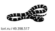 Curved slither banded sea krait or california kingsnake icon. Creeping black with white stripes water snake isolated vector. Crawling poisonous reptile illustration for wild nature concepts, zoo ad. Стоковая иллюстрация, агентство Ingram Publishing / Фотобанк Лори
