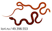 Curved slither red and orange pythons from top view. Creeping elongated spotted tropical snakes vector isolated on white. Crawling poisonous reptile illustration for wild nature concepts, zoo ad. Стоковая иллюстрация, агентство Ingram Publishing / Фотобанк Лори