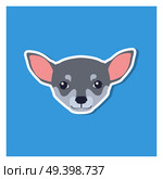 Little head of Chihuahua dog front view flat icon on blue background. Vector illustration of smallest breed of dogs. Chihuahua’s eyes are large, round in shape, very expressive, not bulging.. Little Head of Chihuahua Dog Front View Flat Icon. Стоковая иллюстрация, агентство Ingram Publishing / Фотобанк Лори