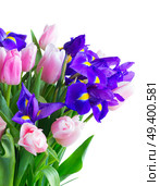 Bunch of blue irises and pik tulips flowers isolated on white background. Blue irises and pik tulips. Стоковое фото, агентство Ingram Publishing / Фотобанк Лори