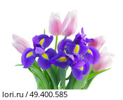 Posy of blue irises and pik tulips close up isolated on white background. Blue irises and pik tulips. Стоковое фото, агентство Ingram Publishing / Фотобанк Лори