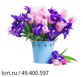Blue irises and pik tulips flowers in metal pot isolated on white background. Blue irises and pik tulips. Стоковое фото, агентство Ingram Publishing / Фотобанк Лори