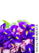 Posy of blue irises and pik tulips border isolated on white background. Blue irises and pik tulips. Стоковое фото, агентство Ingram Publishing / Фотобанк Лори