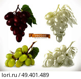 Grapes. 3d realism and engraving styles. Vector illustration. Стоковая иллюстрация, агентство Ingram Publishing / Фотобанк Лори