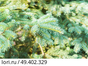 Winter green spruice tree in sunlights background. Winter with spruice tree. Стоковое фото, агентство Ingram Publishing / Фотобанк Лори