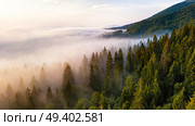 Beautiful foggy sunrise in mountains. Sea of fog behind top of the hill. Fir forest in clouds of mist. Carpathian mountains, Ukraine. Стоковое фото, агентство Ingram Publishing / Фотобанк Лори