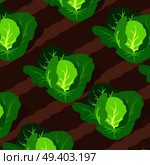 Pattern with green cabbages growing on garden beds vector illustration isolated on white, heads of cabbage on plots of land. Pattern with Cabbages Growing on Beds. Стоковая иллюстрация, агентство Ingram Publishing / Фотобанк Лори