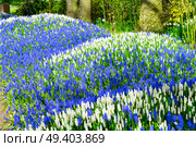 white and blue bluebell flowerbed in dutch park Keukenhof, Netherlands. bluebell flowers river. Стоковое фото, агентство Ingram Publishing / Фотобанк Лори