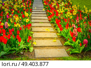 Colourful Tulips red and yellow Flowerbeds and Stone Pathway in Formal Garden, toned. Spring Tulips Flowerbeds. Стоковое фото, агентство Ingram Publishing / Фотобанк Лори