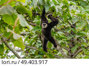 Gibbon searching for fruit in the tree. Стоковое фото, агентство Ingram Publishing / Фотобанк Лори