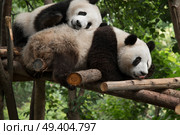 panda sits in the forest and eats bamboo. Стоковое фото, агентство Ingram Publishing / Фотобанк Лори