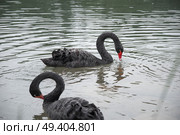 A black swan swims in a pond. China. Стоковое фото, агентство Ingram Publishing / Фотобанк Лори