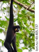 yellow cheeked crested gibbon. Стоковое фото, агентство Ingram Publishing / Фотобанк Лори