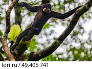 Male red-cheeked gibbon also known as yellow cheeked gibbon jumping. Стоковое фото, агентство Ingram Publishing / Фотобанк Лори