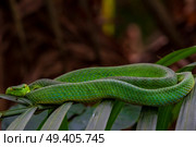 pit viper on wild palm tree. Стоковое фото, агентство Ingram Publishing / Фотобанк Лори