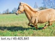 running palomino welsh pony with long mane posing at freedom. Стоковое фото, агентство Ingram Publishing / Фотобанк Лори
