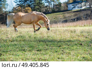 running palomino welsh pony with long mane posing at freedom. Стоковое фото, агентство Ingram Publishing / Фотобанк Лори
