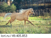 running palomino welsh pony with long mane posing at freedom. Стоковое фото, агентство Ingram Publishing / Фотобанк Лори