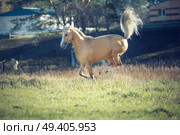 running palomino welsh pony with long mane posing at freedom. Стоковое фото, агентство Ingram Publishing / Фотобанк Лори